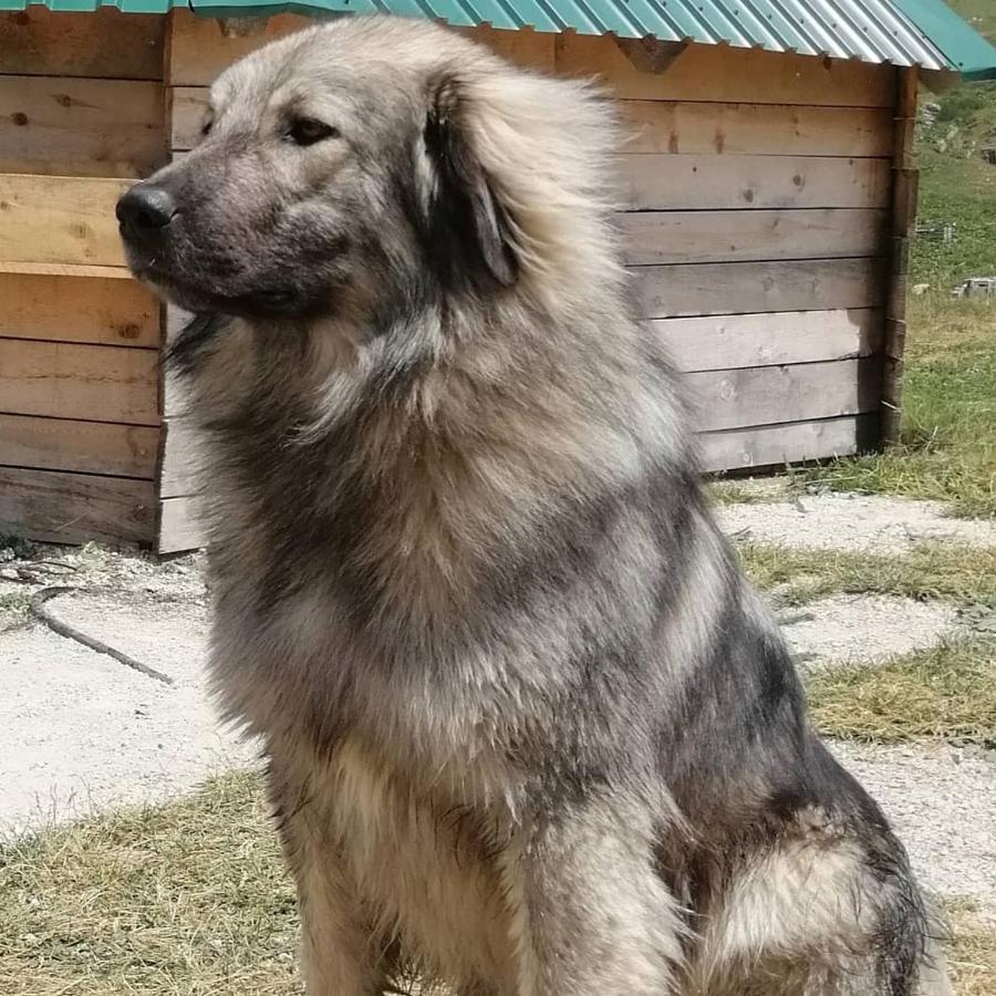 Kapetanov Konak Vila Kolašin Exterior foto